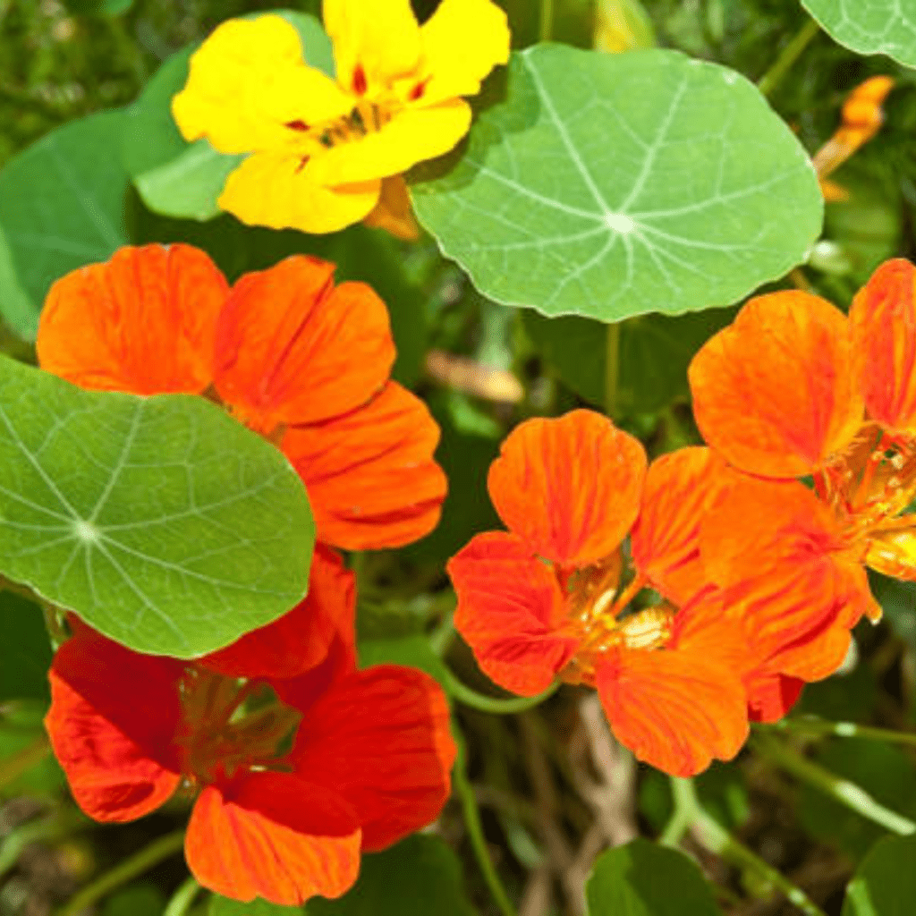 Image illustrates nasturtiums for the best flowers for vegetable gardens. 