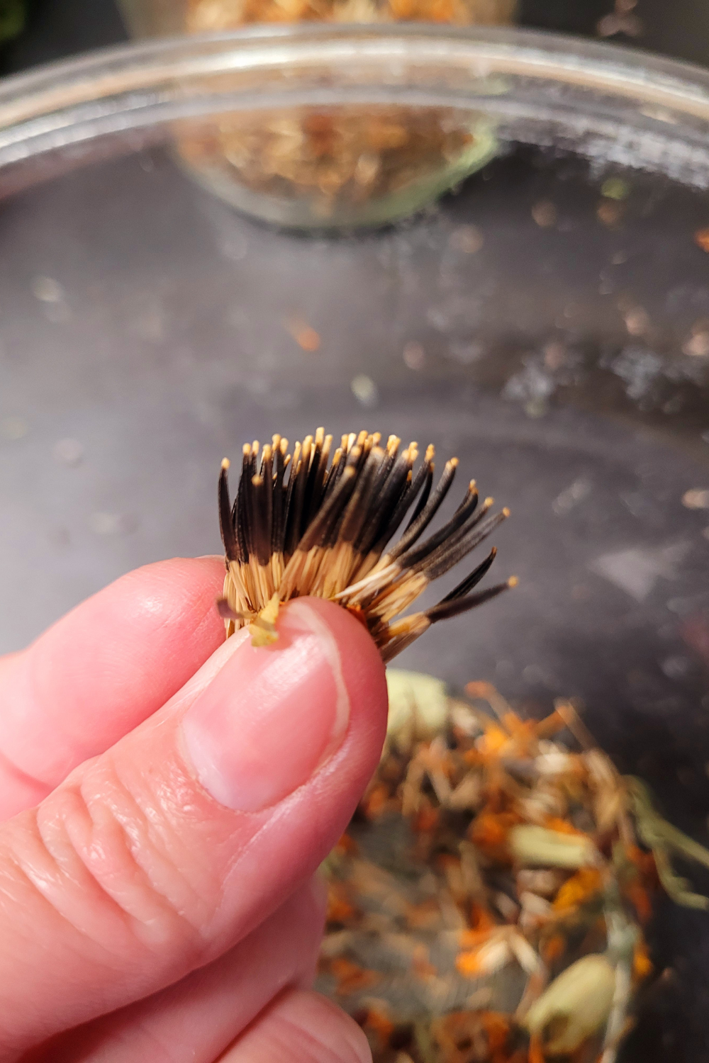 Image illustrates marigold seeds.