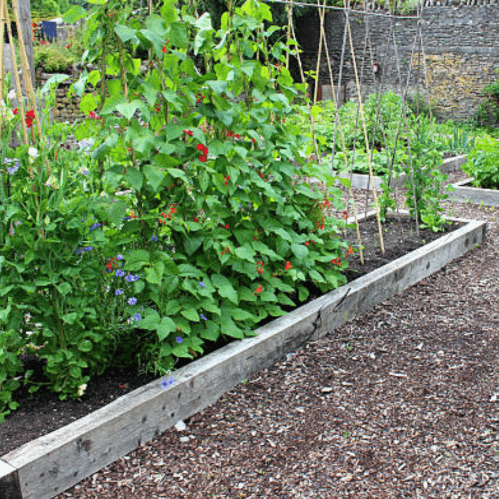 Image illustrates vegetable garden trellises. 