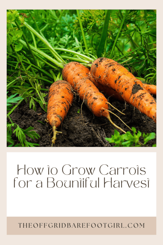Image illustrates a Pinterest pin of carrots in dirt demonstrating how to grow carrots. 