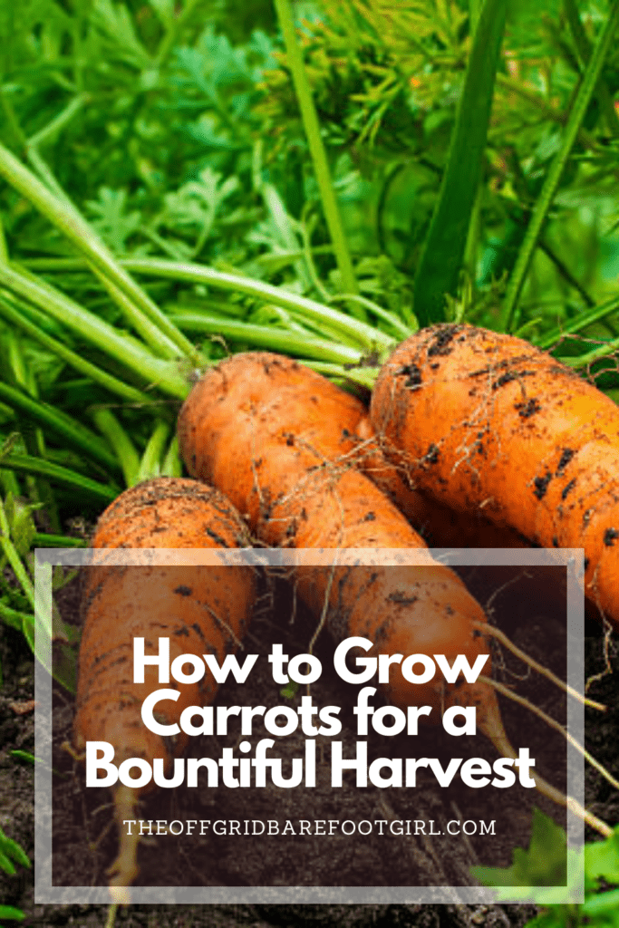 Image illustrates a Pinterest pin of carrots in dirt demonstrating how to grow carrots. 