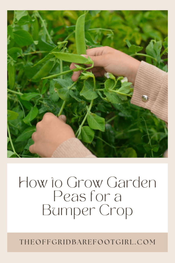 Image illustrates a Pinterest pin of garden peas demonstrating how to grow garden peas. 