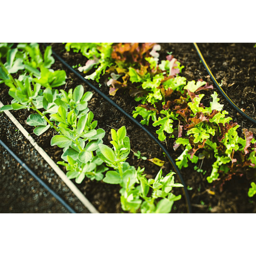 Image illustrates a drip irrigation system. 
