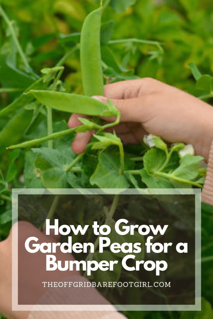 Image illustrates a Pinterest pin of garden peas demonstrating how to grow garden peas. 