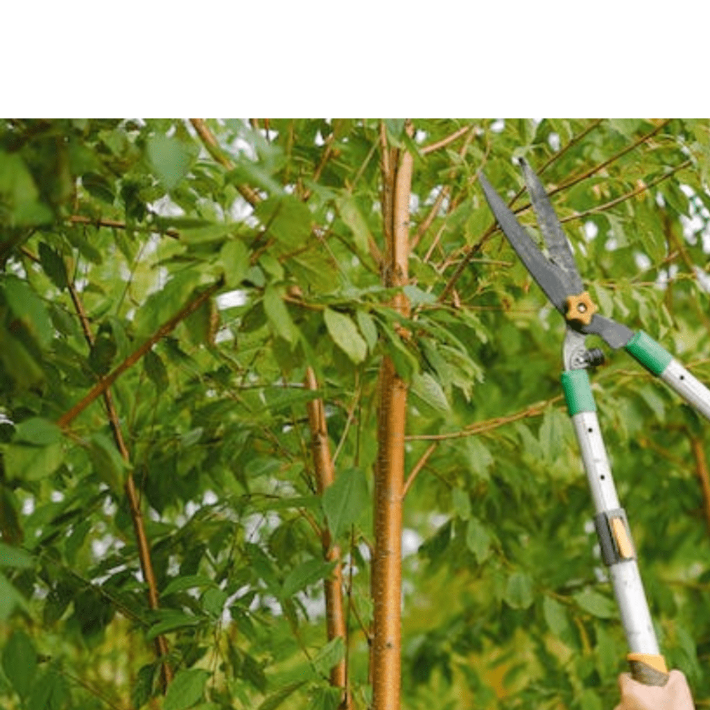Image illustrates pruning shears for the best garden tools. 