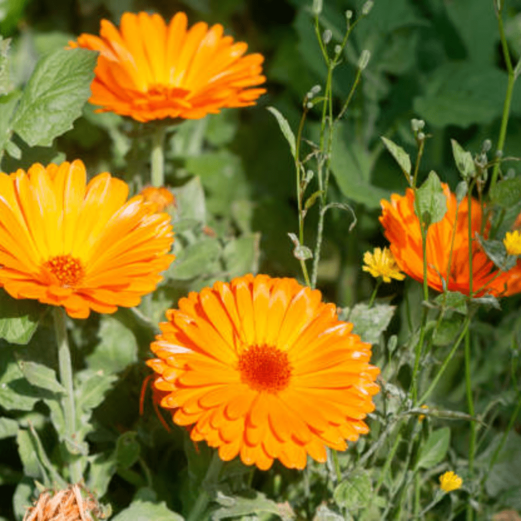 Image illustrates calendulas for the best flowers for vegetable gardens. 