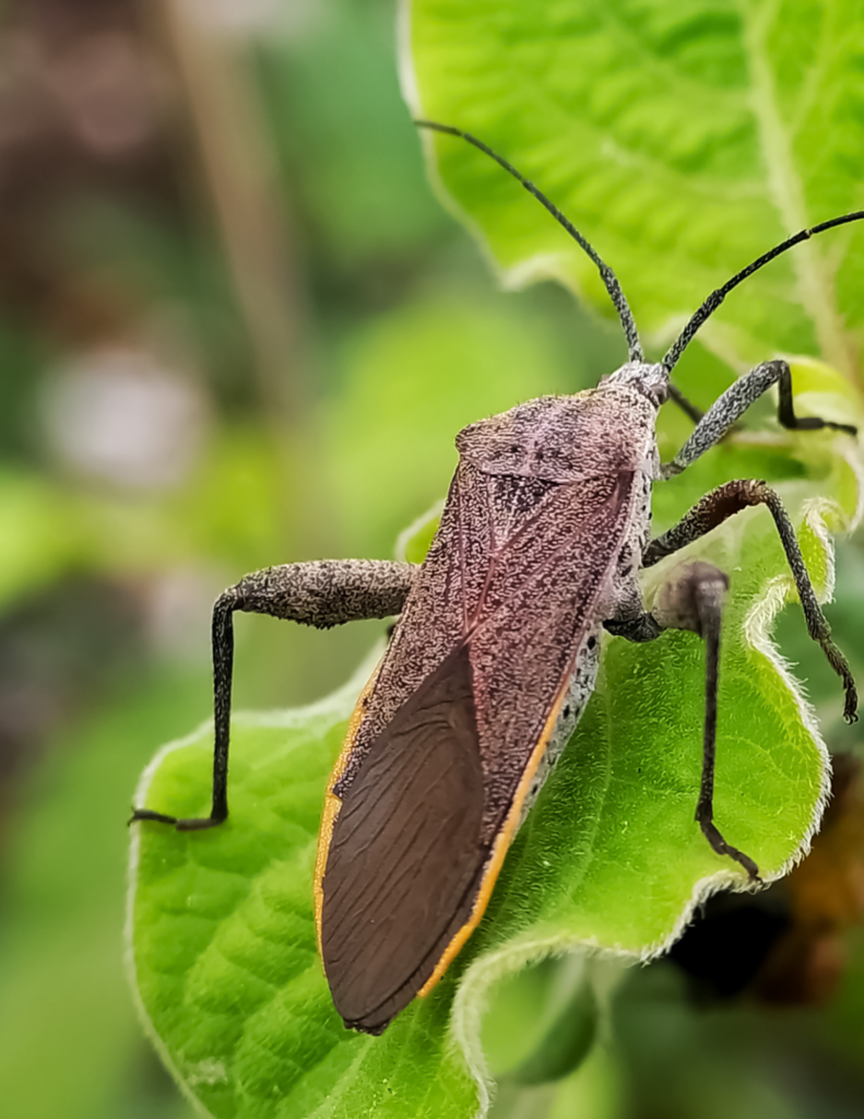 Image illustrates how to combat squash bugs in the garden.