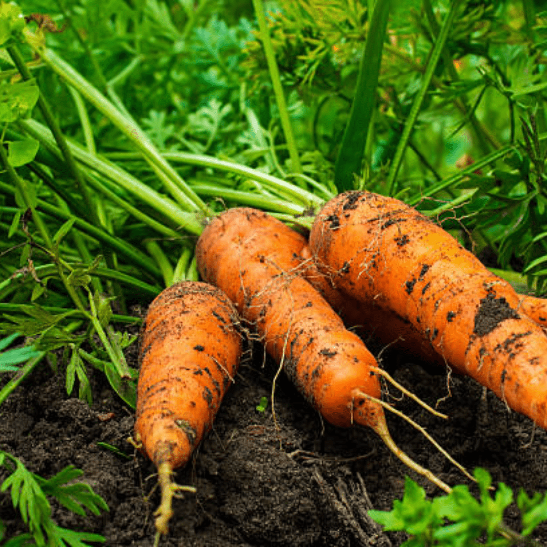 Image illustrates carrots in dirt demonstrating how to grow carrots.