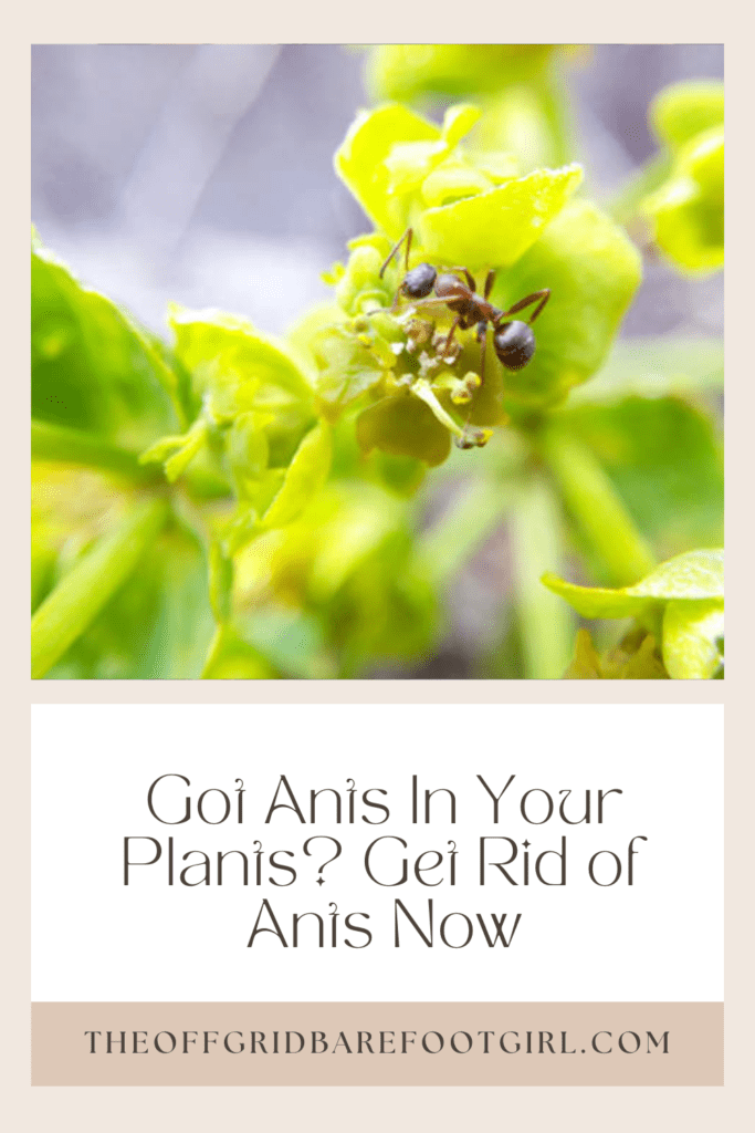 Image illustrates a Pinterest pin of an ant on a plant demonstrating how to get rid of ants. 
