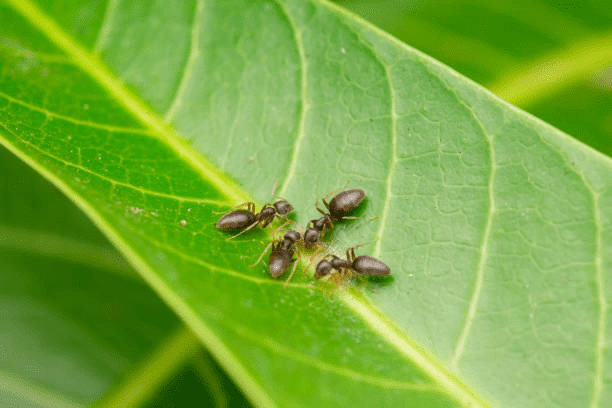 Image illustrates ants on a plant demonstrating how to get rid of ants. 