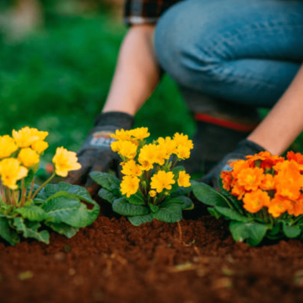 Image illustrates flowers for vegetable gardens.