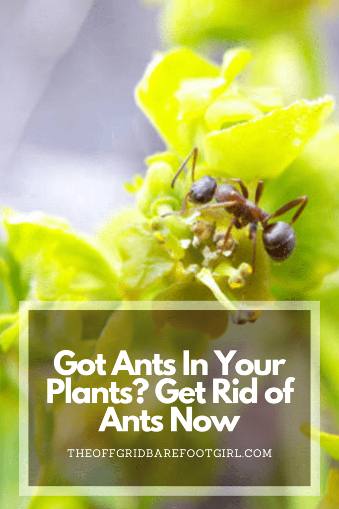 Image illustrates a Pinterest pin of an ant on a plant demonstrating how to get rid of ants. 