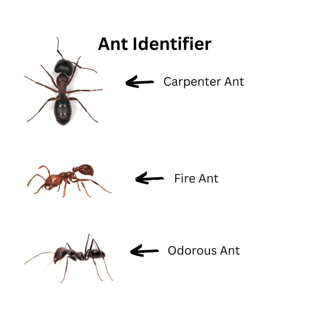Image illustrates an ant identifier infographic demonstrating how to get rid of ants. 
