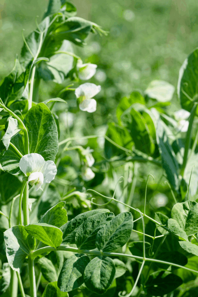 Image illustrates garden peas demonstrating how to grow garden peas. 