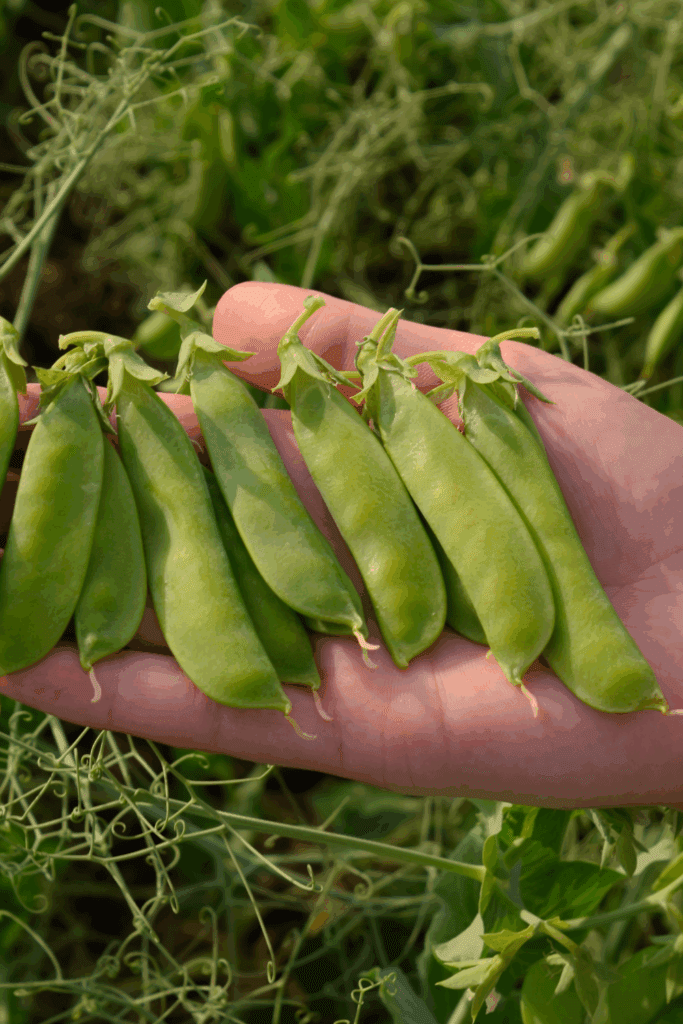 Image illustrates garden peas demonstrating how to grow garden peas. 