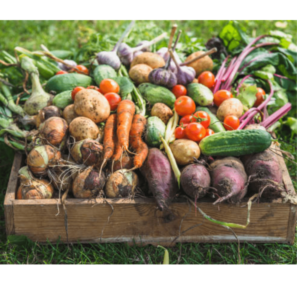 Image illustrates harvested vegetables for a prepper garden. 