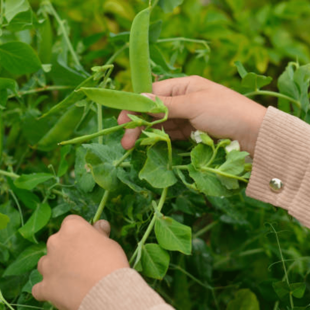 Image illustrates peas in the garden demonstrating how to grow garden peas.