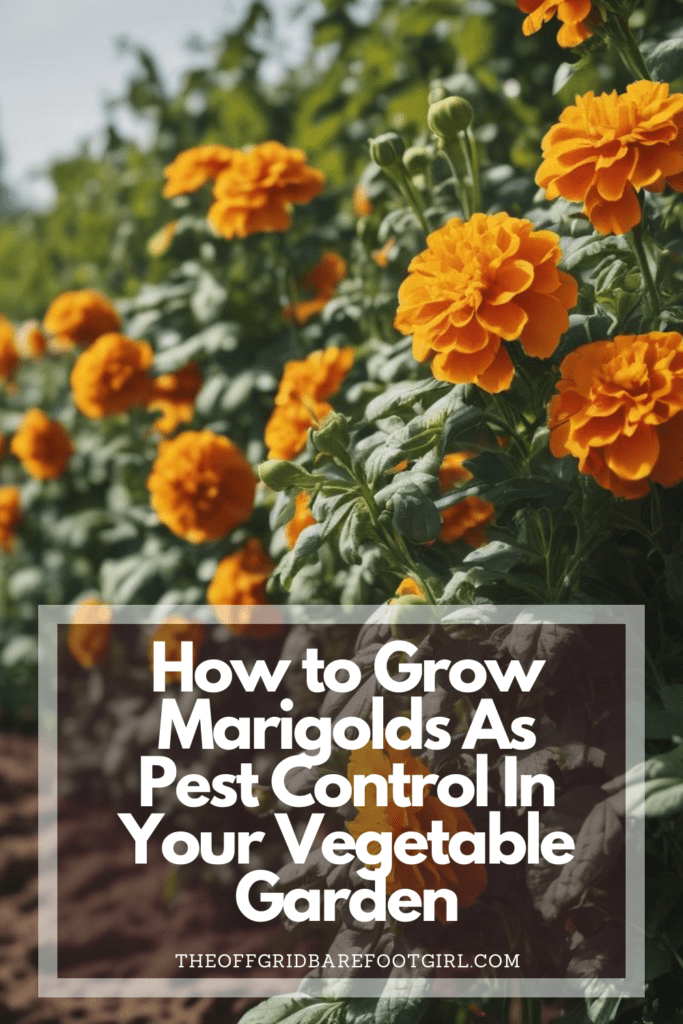 Image illustrates a Pinterest pin of marigolds as pest control. 