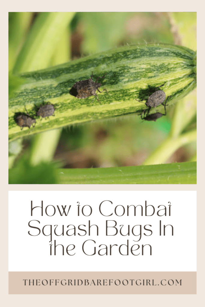 Image illustrates a Pinterest pin of squash bugs. 