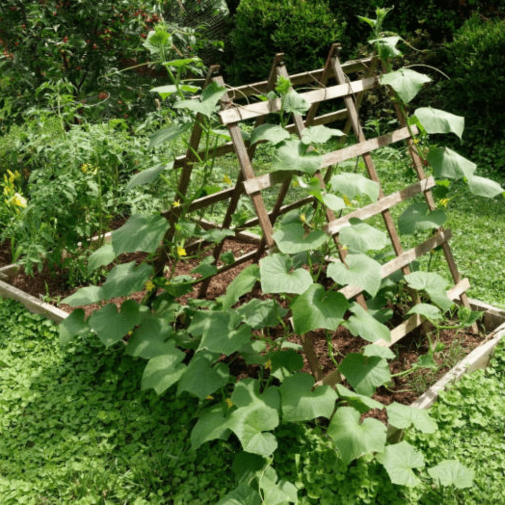 Image illustrates a vegetable garden trellis.