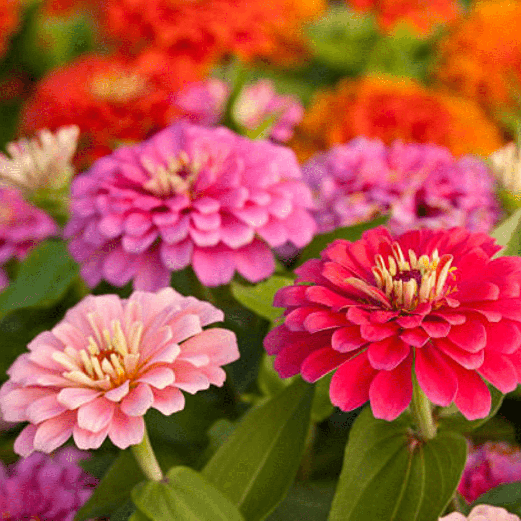 Image illustrates zinnias for the best flowers for vegetable gardens. 