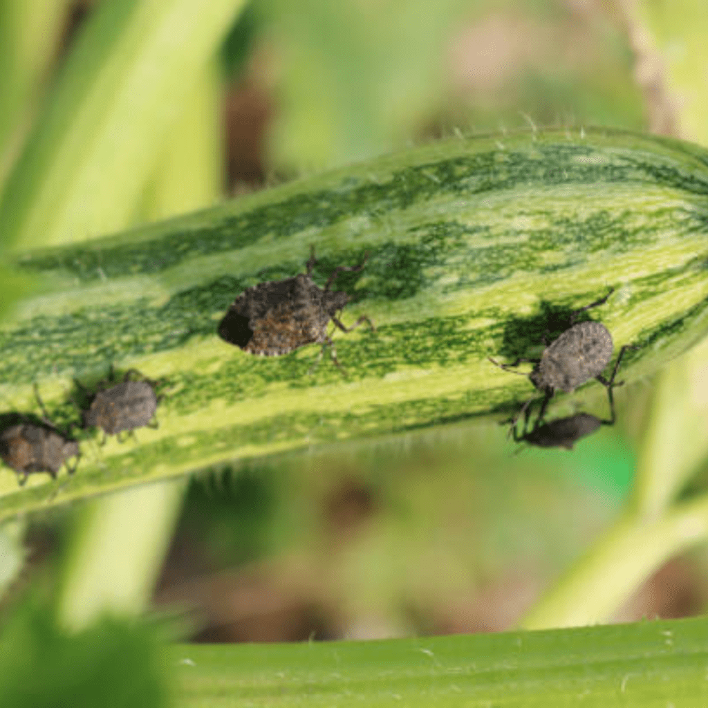 Image illustrates squash bugs.