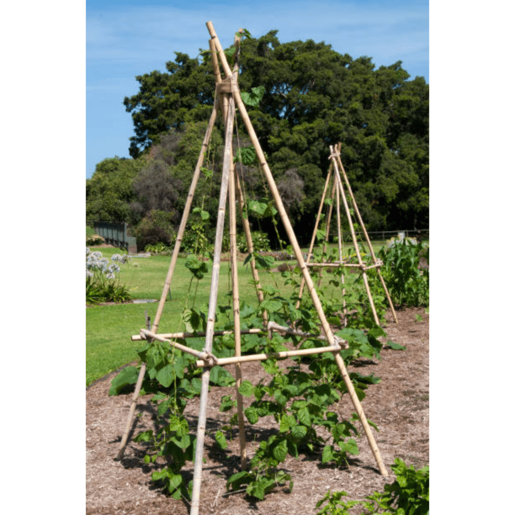 Image illustrates garden vegetable trellises. 