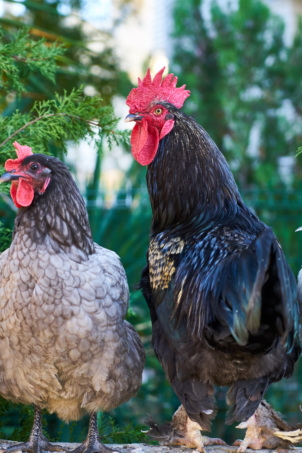 Image illustrates a chickens in a backyard homestead.