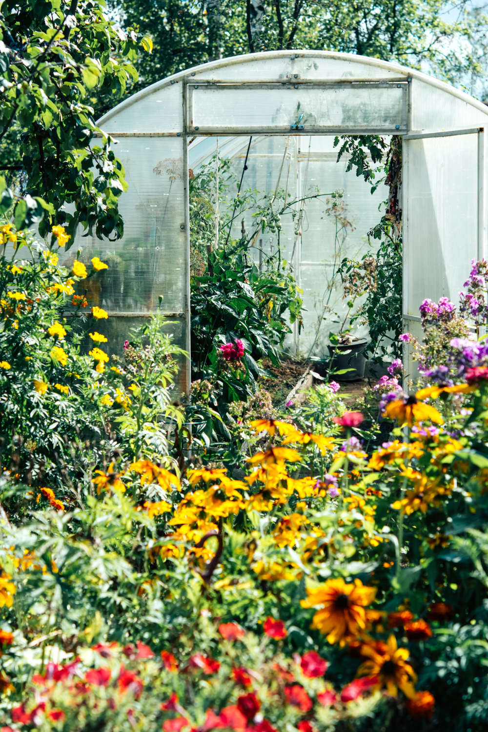 Image illustrates a greenhouse in a backyard homestead.