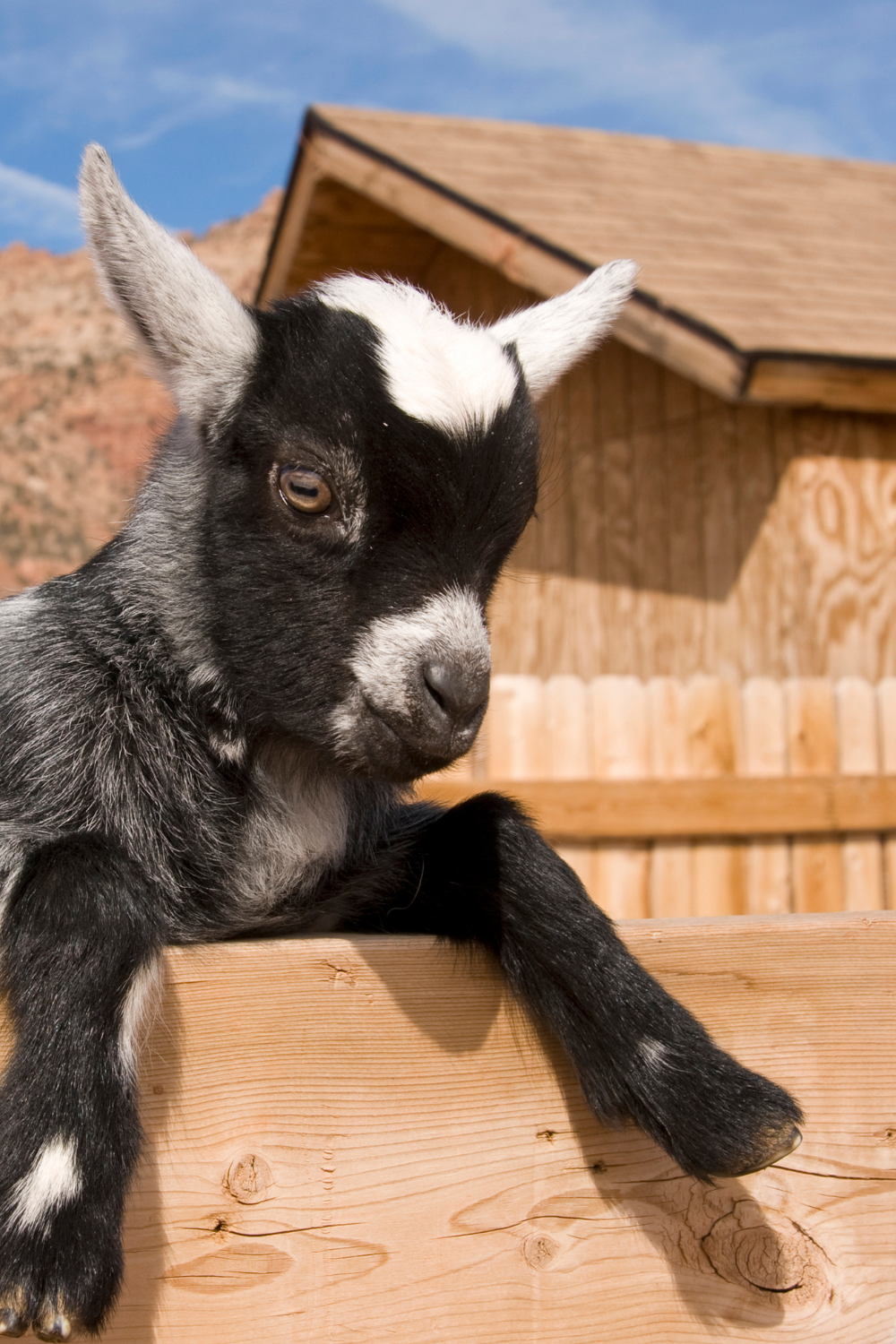 Image illustrates goats on a backyard homestead.