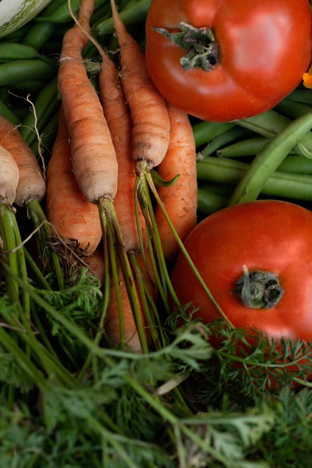 Image illustrates a garden and produce for a backyard homestead.