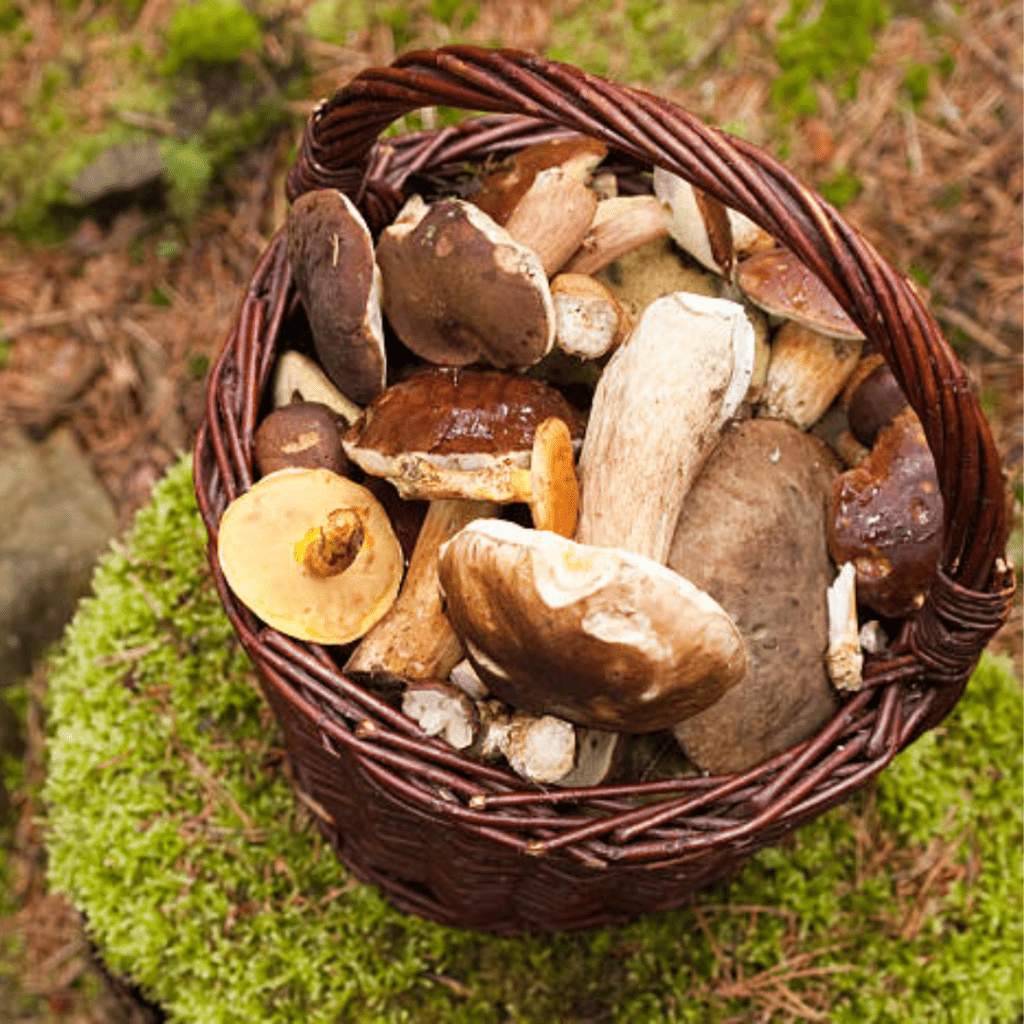 Image illustrates a basket of mushrooms demonstrating how to grow mushrooms.