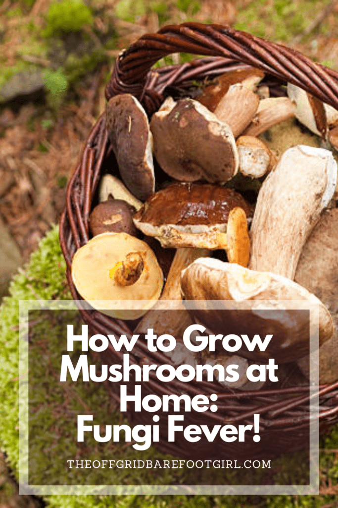 Image illustrates a Pinterest pin of a basket of mushrooms demonstrating how to grow mushrooms. 