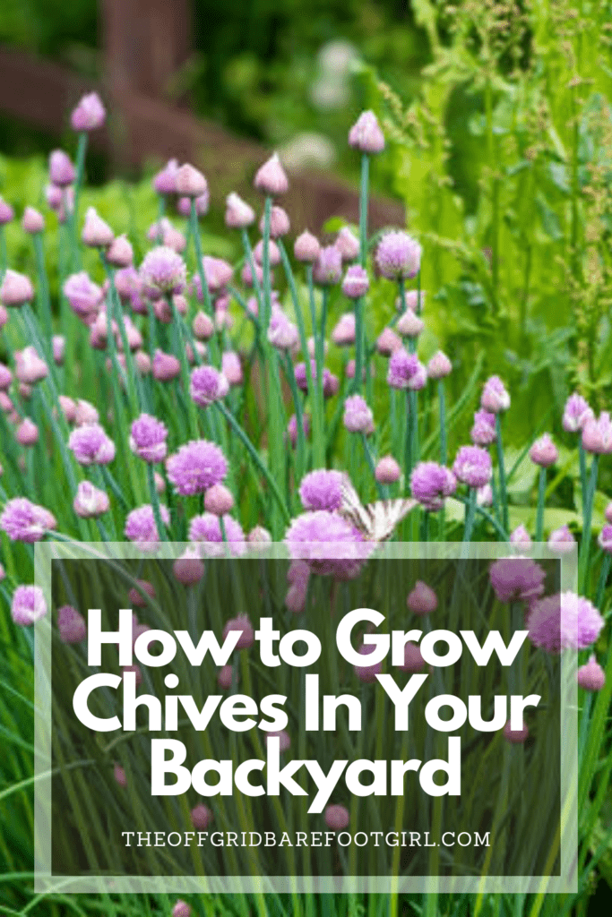 Image illustrates a Pinterest pin of chives growing in a garden demonstrating information on how to grow chives.