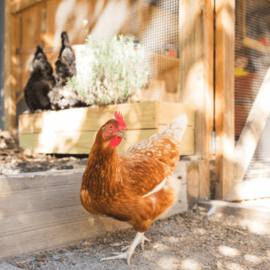 Image illustrates a backyard homestead.