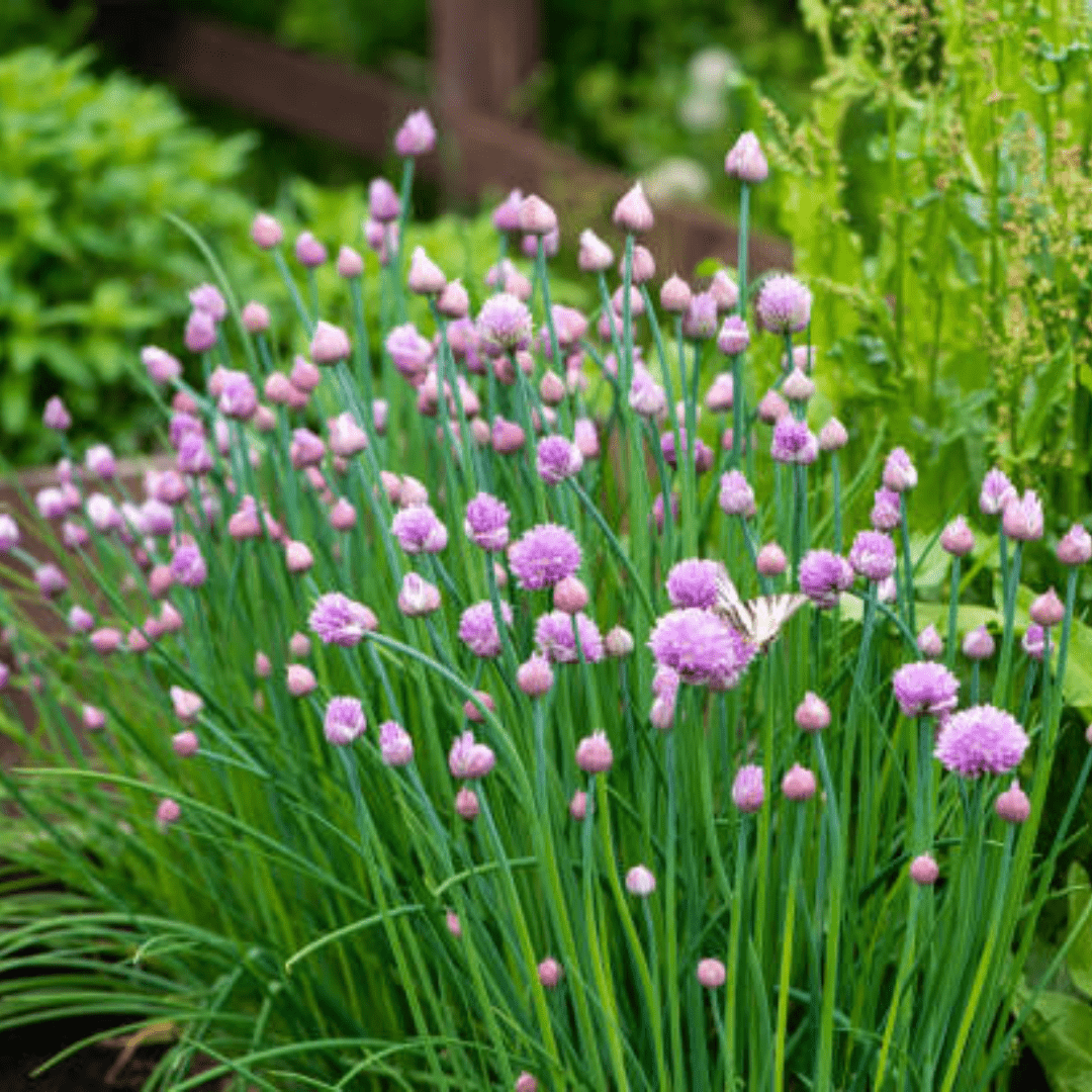 How to Grow Chives In Your Backyard