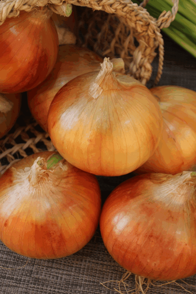 Image illustrates onions demonstrating how to grow onions for storage. 