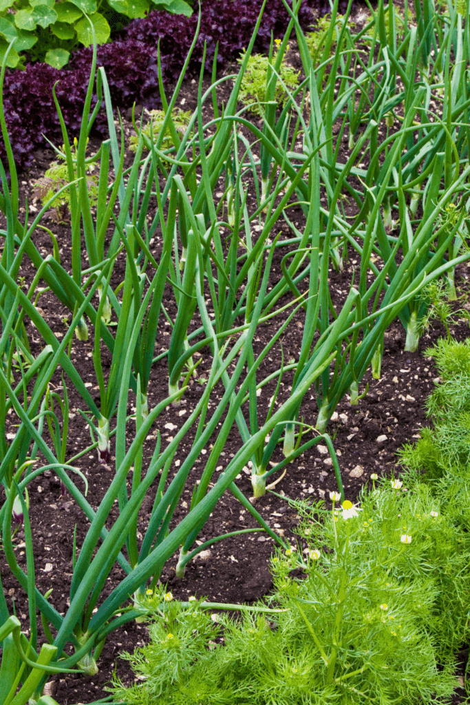 Image illustrates onions demonstrating how to grow onions for storage. 