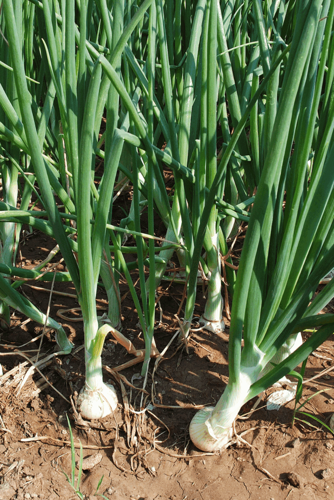 Image illustrates onions demonstrating how to grow onions for storage. 