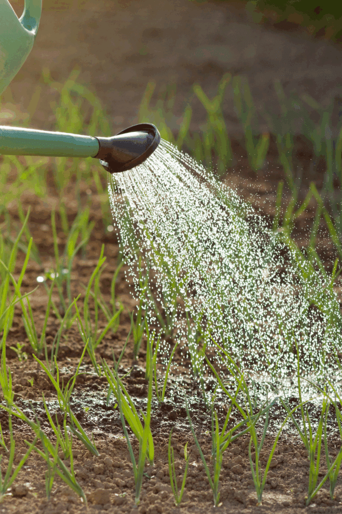 Image illustrates onions demonstrating how to grow onions for storage. 