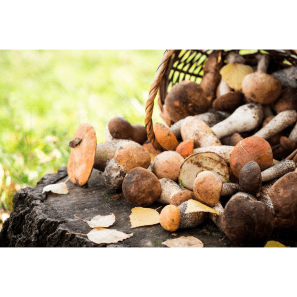 Image illustrates mushrooms in a basket for how to grow mushrooms. 