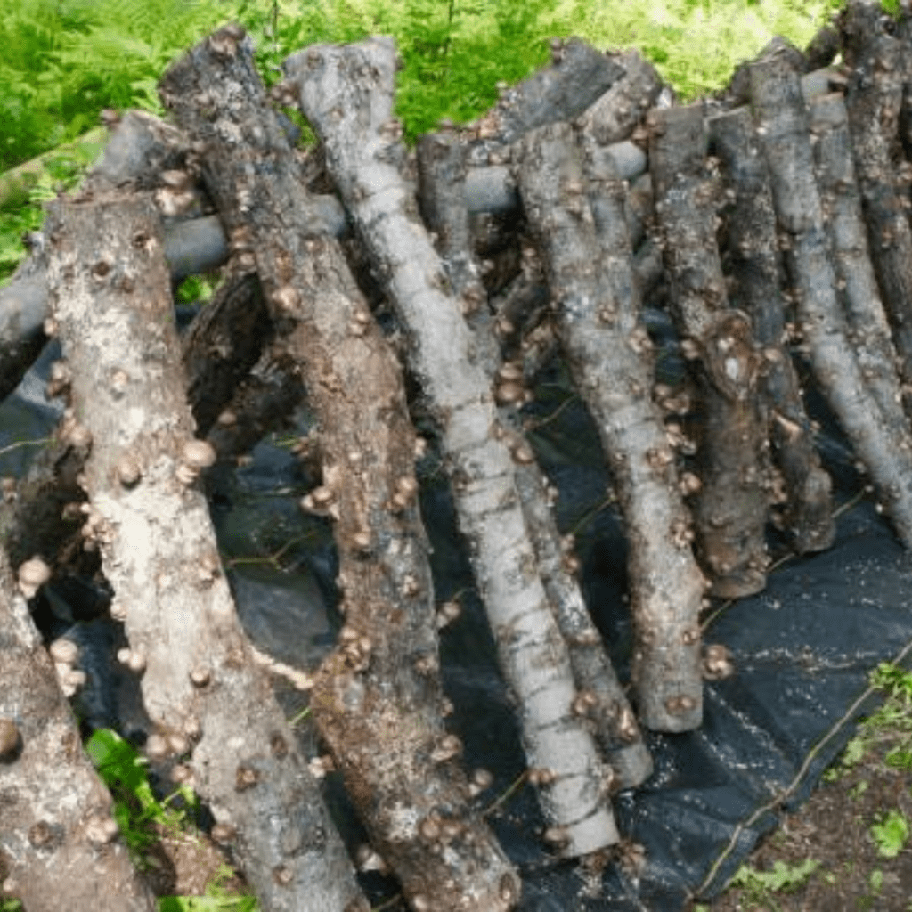 Image illustrates mushrooms growing on logs. 