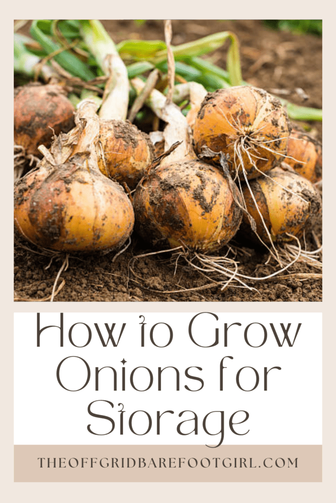 Image illustrates a Pinterest pin of harvested onions demonstrating how to grow onions for storage. 