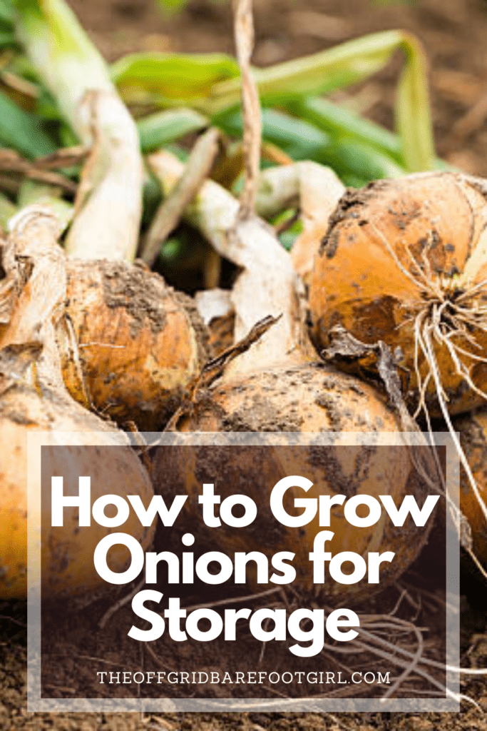 Image illustrates a Pinterest pin of harvested onions demonstrating how to grow onions for storage. 