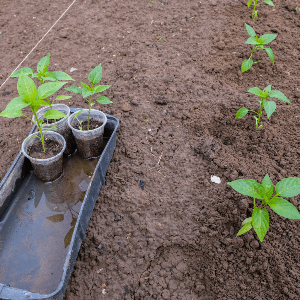 Image illustrates bottom watering seedlings. 