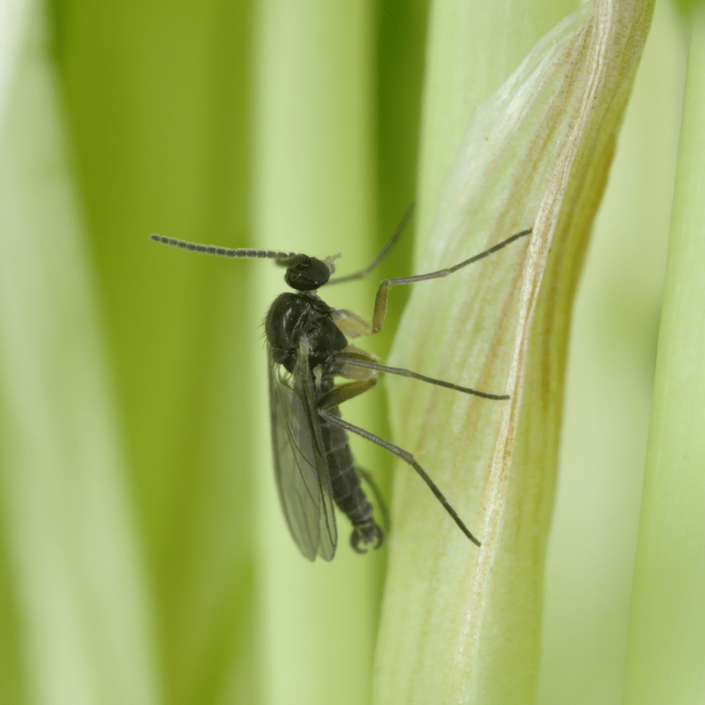 Image illustrates fungus gnats.