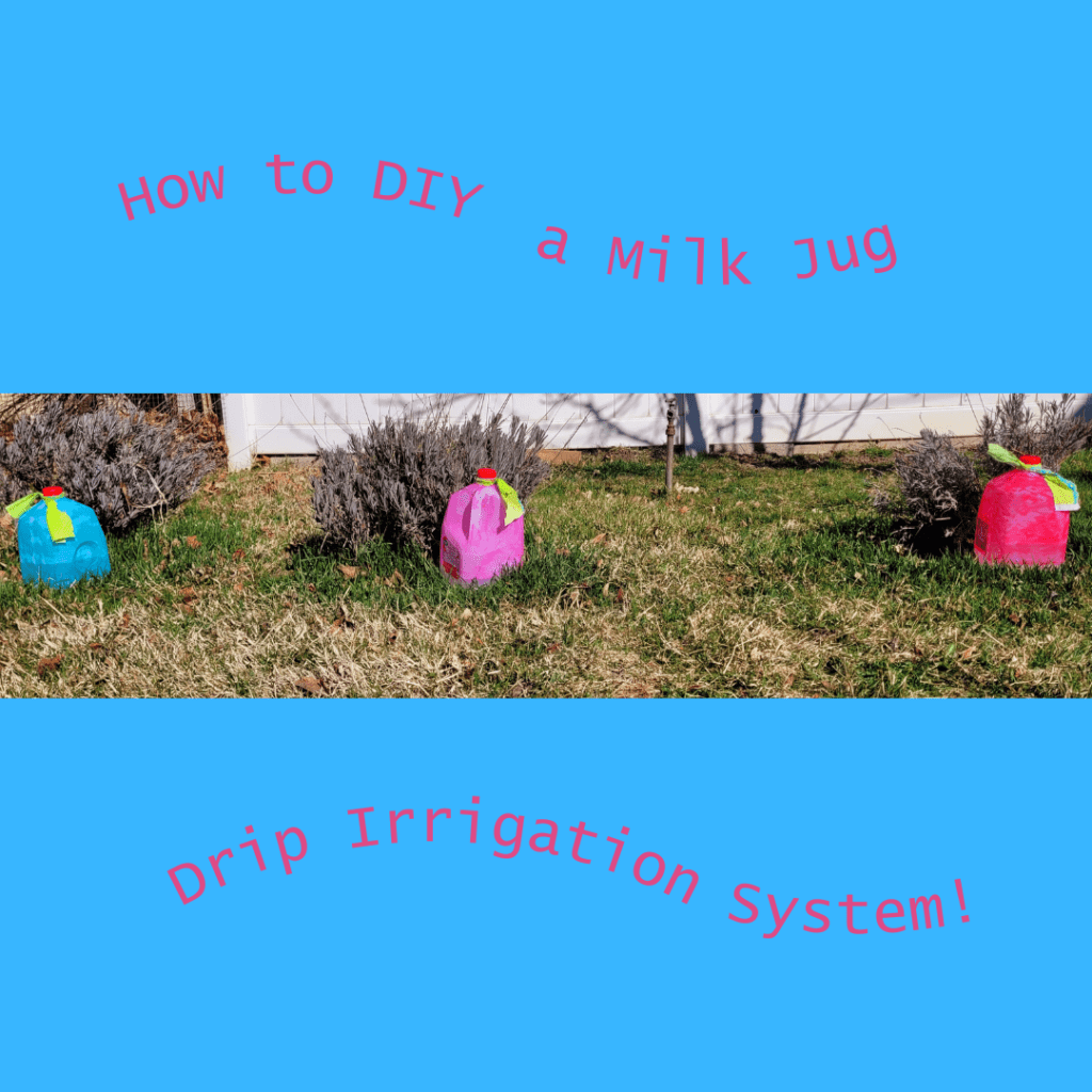 Image illustrates a milk jug drip irrigation system.