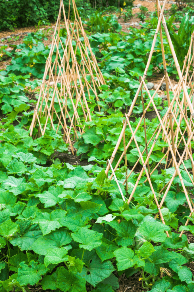 Image illustrates a garden trellis for foodscaping.
