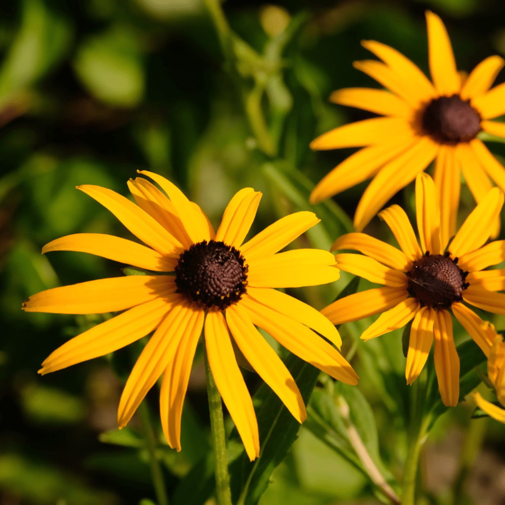 Image illustrates black-eyed Susans. 