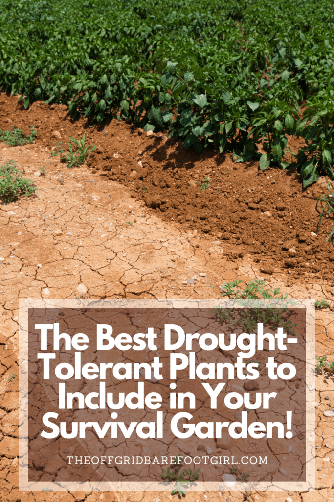 Image illustrates a Pinterest pin of drought tolerate plants. 